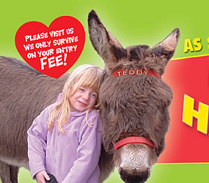 Visit Cornwall's Happiest Donkeys